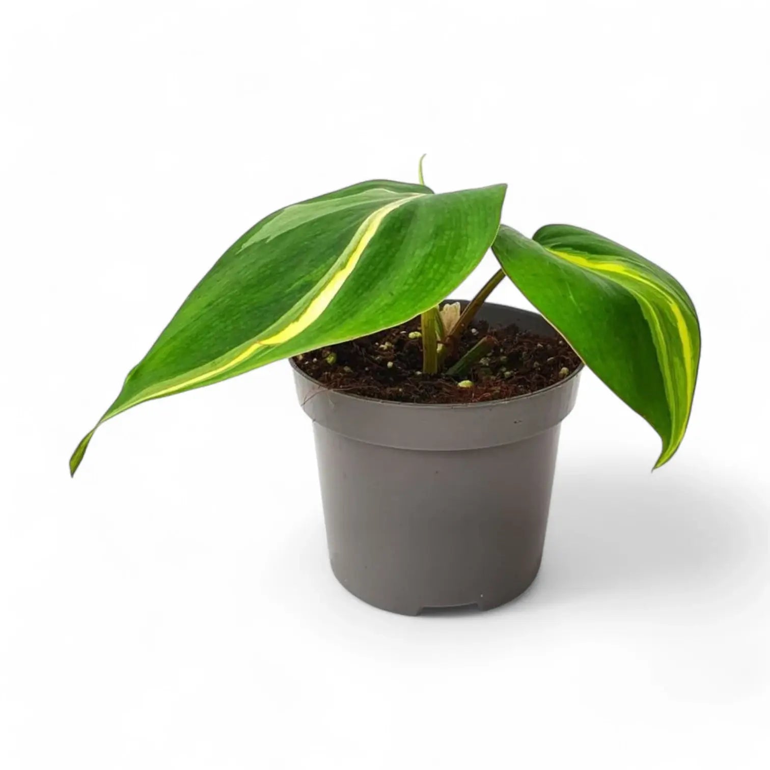 Philodendron hederaceum var. oxycardium 'Cream Splash' Zimmerpflanze im Anzuchttopf vor weißem Hintergrund, Produktfoto 3.