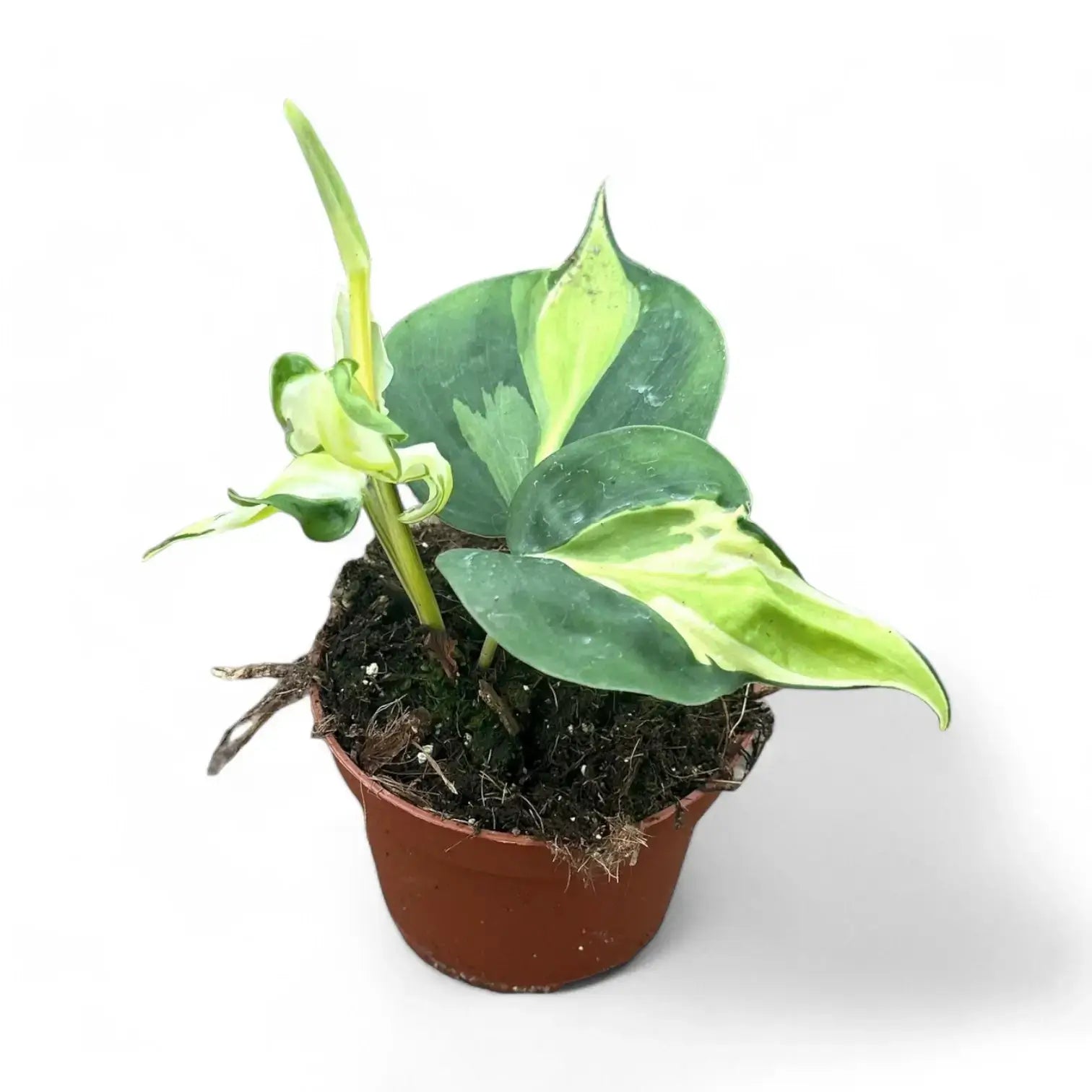 Philodendron hederaceum var. oxycardium 'Cream Splash' Zimmerpflanze im Anzuchttopf vor weißem Hintergrund, Produktfoto 4.