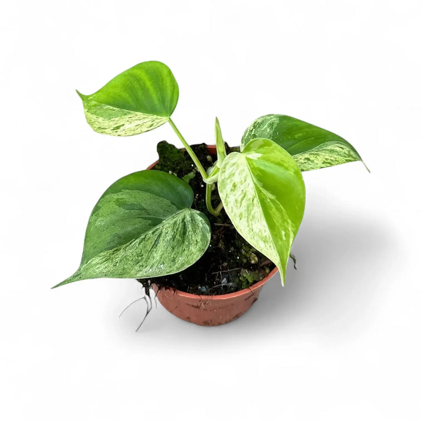 Philodendron hederaceum var. oxycardium variegata potted plant in nursery pot on white background.