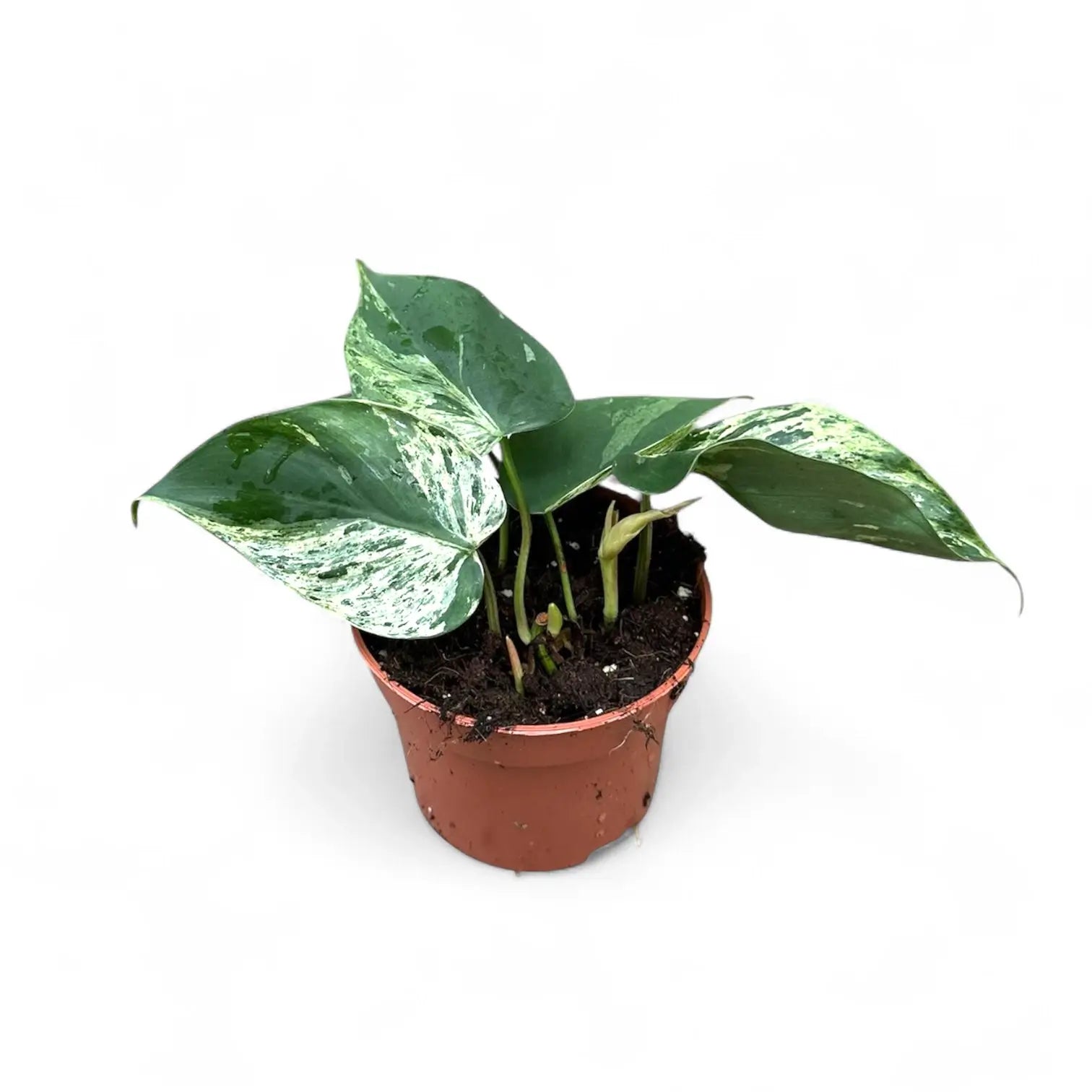 Philodendron hederaceum var. oxycardium variegata potted plant in nursery pot on white background.
