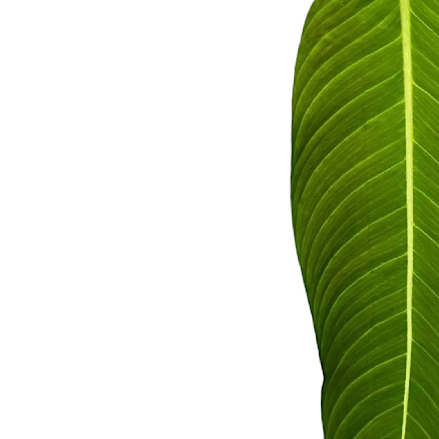 Philodendron heterocraspedon – Blattdetail vor weißem Hintergrund..