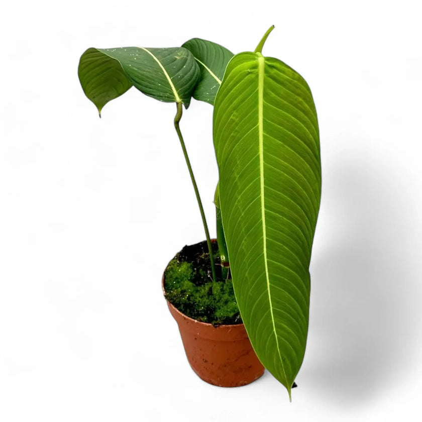 Philodendron heterocraspedon potted plant in nursery pot on white background.