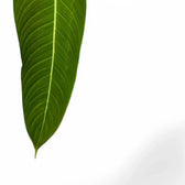 Philodendron heterocraspedon Zimmerpflanze im Anzuchttopf vor weißem Hintergrund, Produktfoto 4.