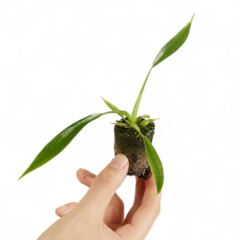 Philodendron holtonianum potted plant in nursery pot on white background.