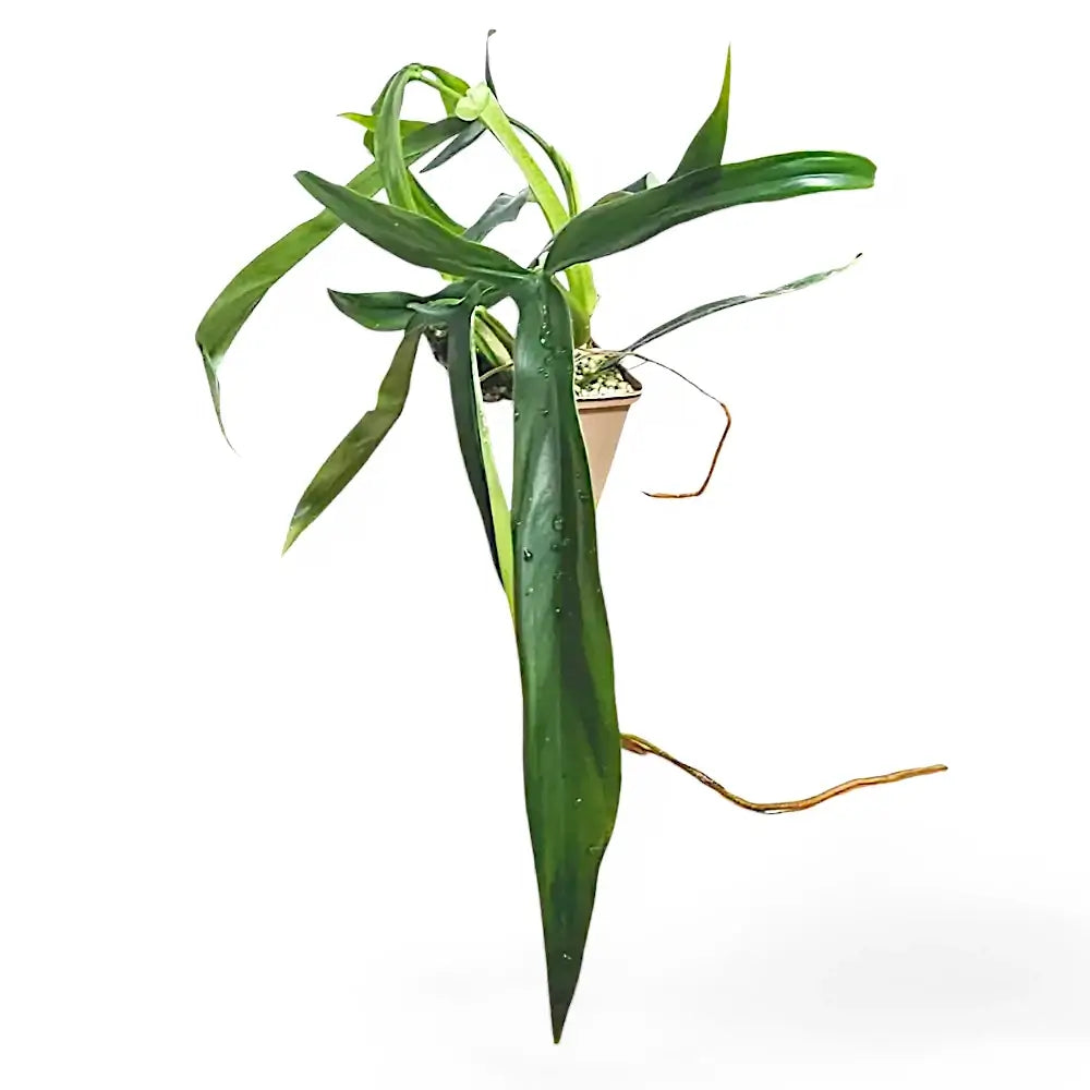 Philodendron holtonianum potted plant in nursery pot on white background.