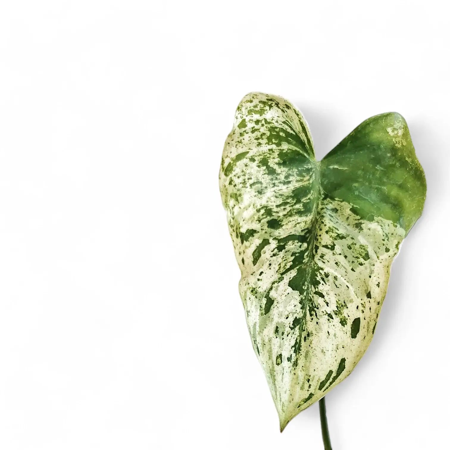 Philodendron ilsemanii leaf detail on white background.