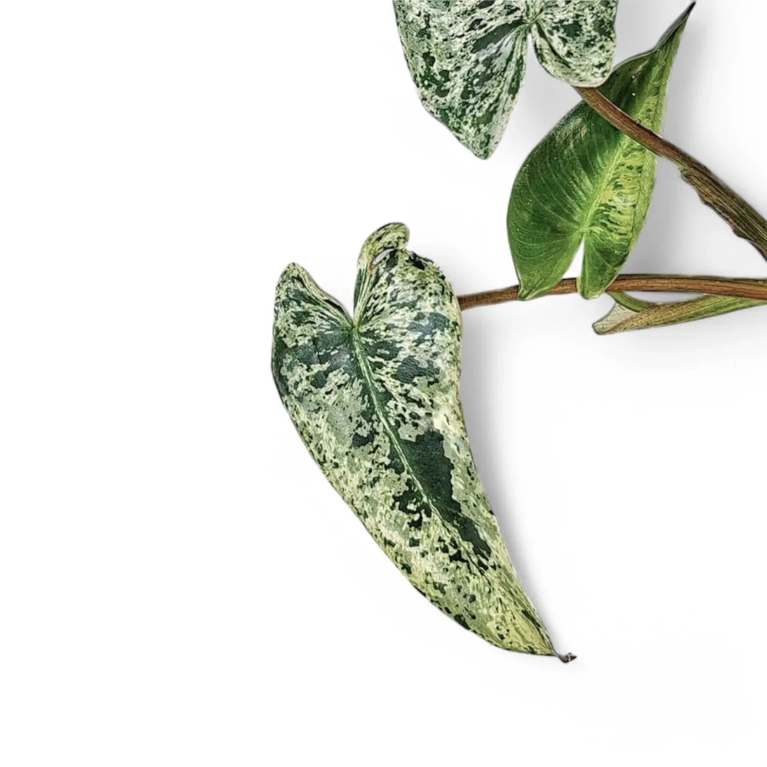 Philodendron ilsemanii potted plant in nursery pot on white background.
