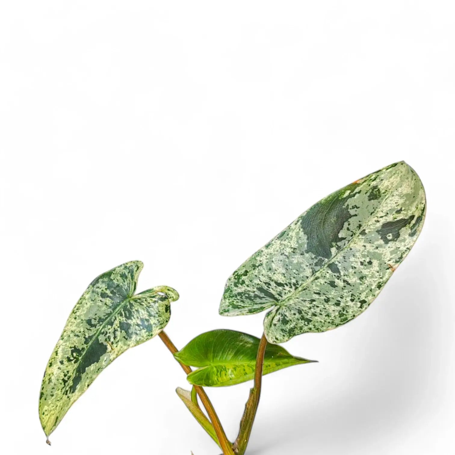 Philodendron ilsemanii potted plant in nursery pot on white background.