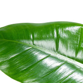 philodendron imperial green big Philodendron 'Imperial Green' – Foliage Factory