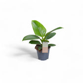 philodendron imperial green large Philodendron 'Imperial Green' – Foliage Factory