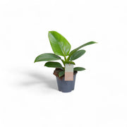 Philodendron 'Imperial Green' potted plant in nursery pot on white background.