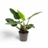 Philodendron 'Imperial Green' – Zimmerpflanze im Kulturtopf auf weißem Hintergrund, Produktfoto 4.