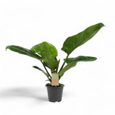 Philodendron 'Imperial Green' – Zimmerpflanze im Kulturtopf auf weißem Hintergrund, Produktfoto 6.
