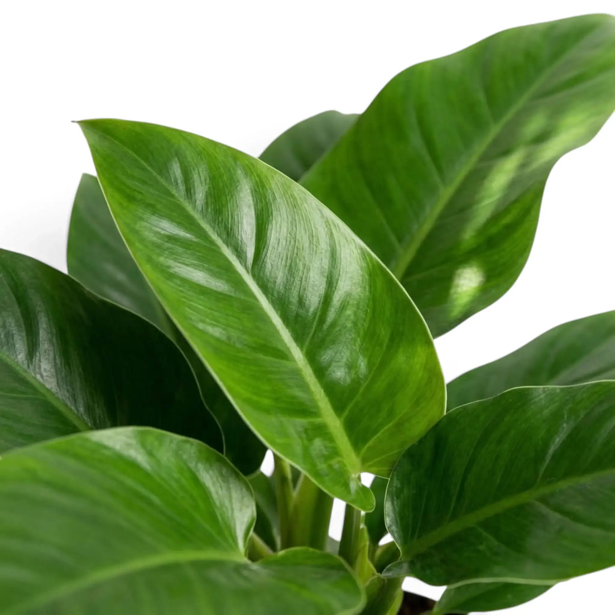 Breite, dunkelgrüne Blätter von Philodendron ‘Imperial Green’