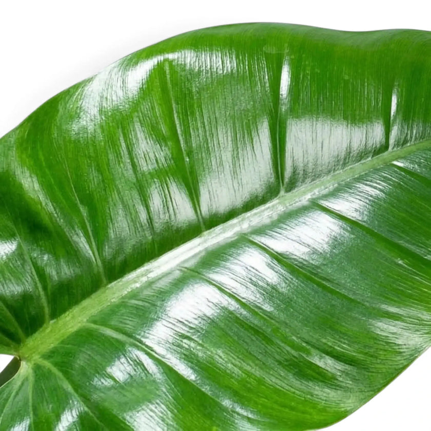 Breite, dunkelgrüne Blätter von Philodendron ‘Imperial Green’