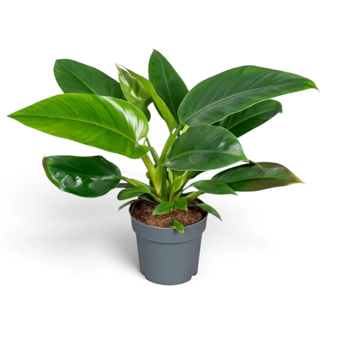 Großer Philodendron ‘Imperial Green’ mit breiten, dunkelgrünen Blättern