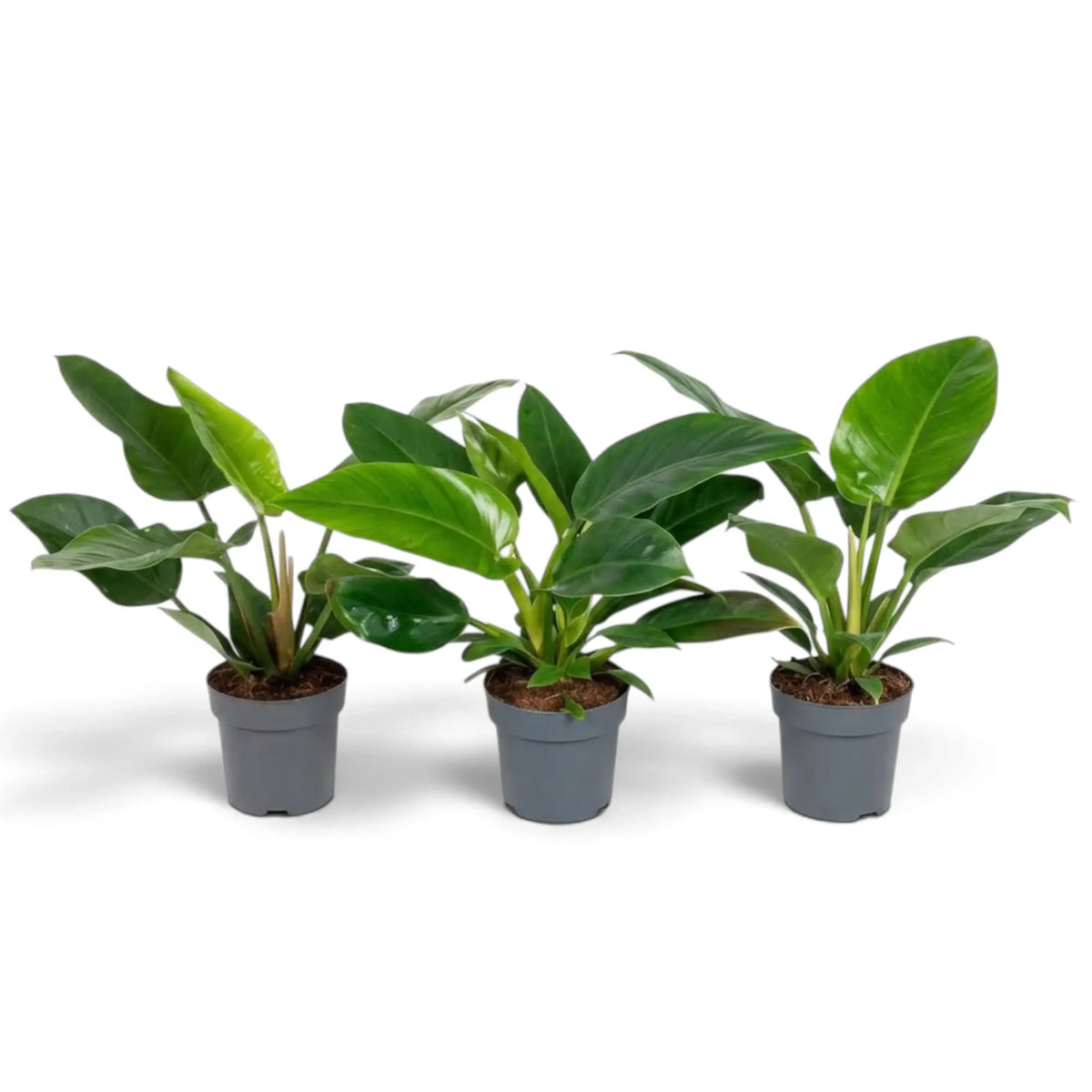 Großer Philodendron ‘Imperial Green’ mit breiten, dunkelgrünen Blättern