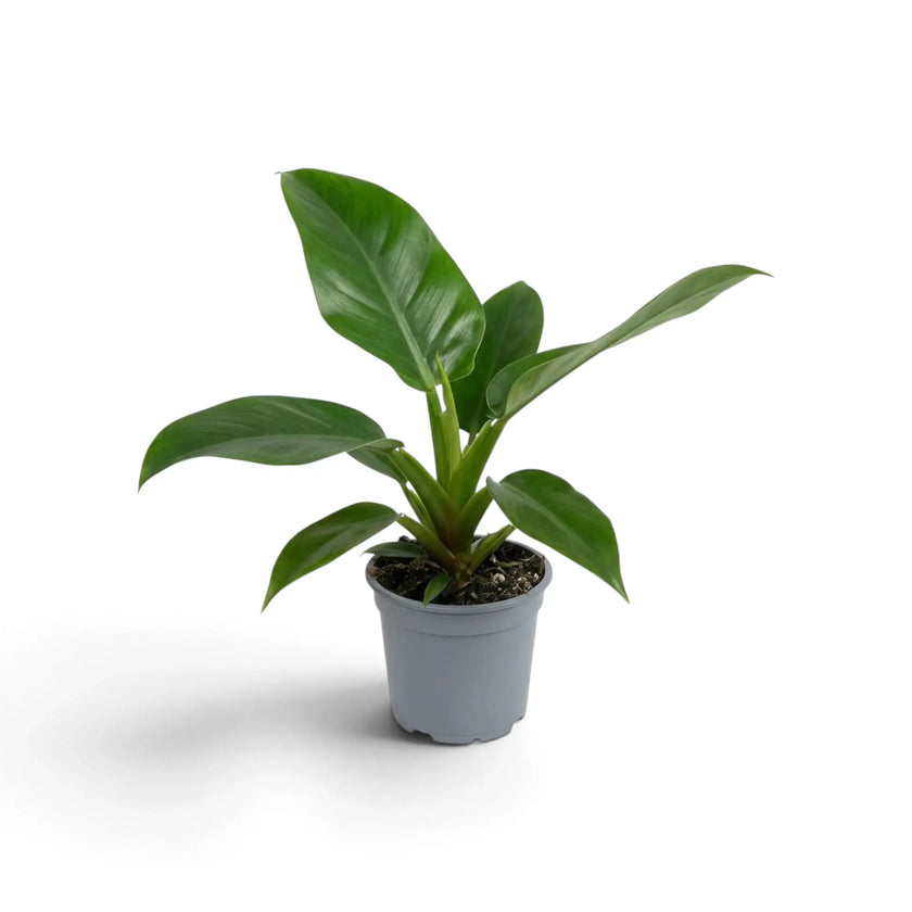 Mittelgroßer Philodendron ‘Imperial Green’ mit breiten, dunkelgrünen Blättern