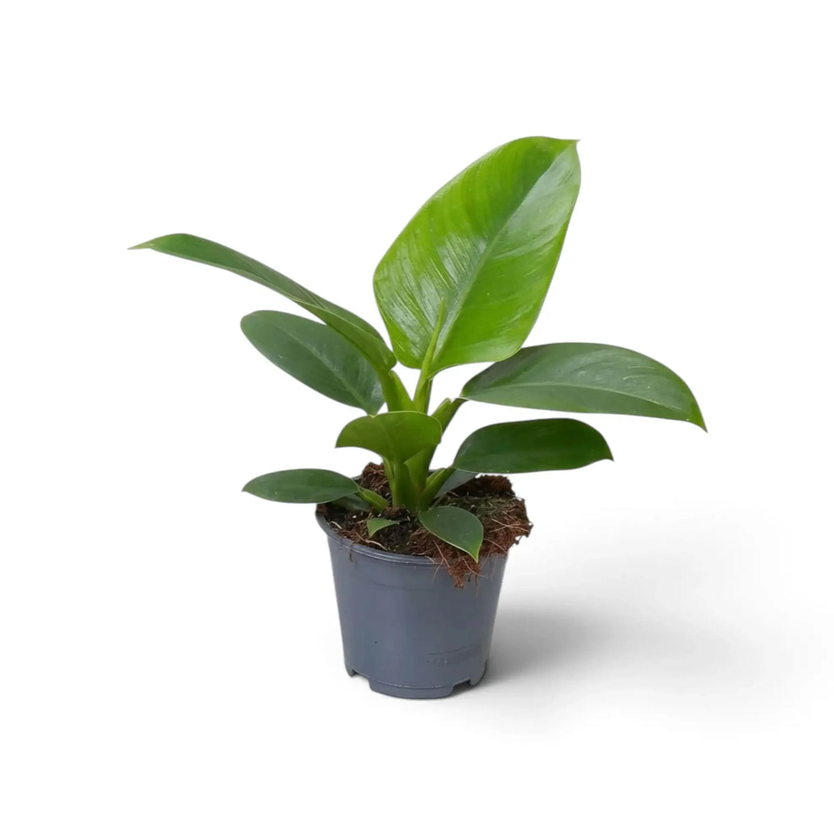 Mittelgroßer Philodendron ‘Imperial Green’ mit breiten, dunkelgrünen Blättern