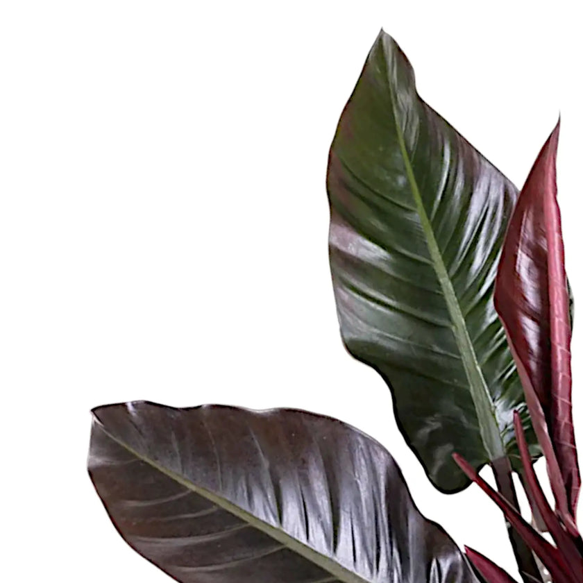 Philodendron 'Imperial red' leaf detail on white background.
