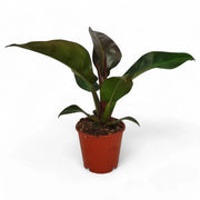 Philodendron 'Imperial red' potted plant in nursery pot on white background.