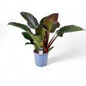 Philodendron 'Imperial red' potted plant in nursery pot on white background.