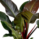 Nahaufnahme von Philodendron ‘Imperial Red’ mit glänzenden, dunkelgrünen Blättern und weinrotem Neuaustrieb.