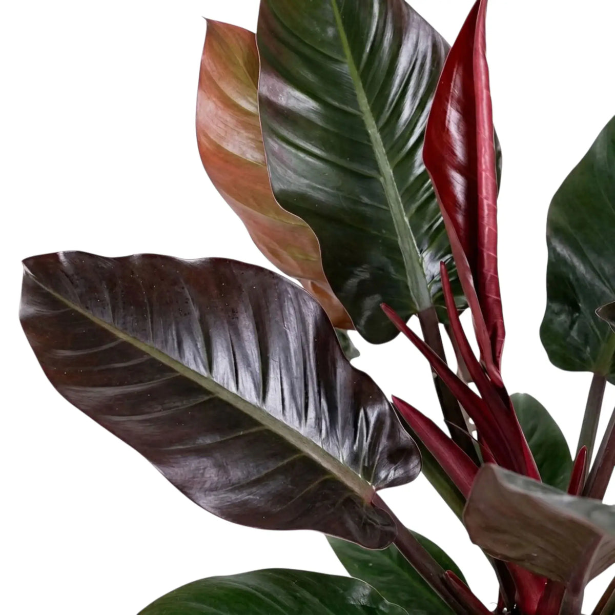 Nahaufnahme von Philodendron ‘Imperial Red’ mit glänzenden, dunkelgrünen Blättern und weinrotem Neuaustrieb.