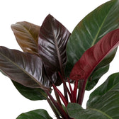 Nahaufnahme von Philodendron ‘Imperial Red’ mit glänzenden, dunkelgrünen Blättern und weinrotem Neuaustrieb.