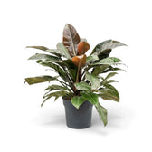 Philodendron ‘Imperial Red’ mit dichtem, glänzendem Laub in Dunkelgrün und Bordeauxrot.
