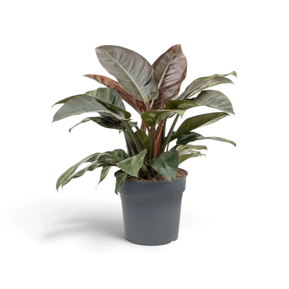 Philodendron ‘Imperial Red’ mit dichtem, glänzendem Laub in Dunkelgrün und Bordeauxrot.