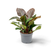 Philodendron ‘Imperial Red’ mit dichtem, glänzendem Laub in Dunkelgrün und Bordeauxrot.