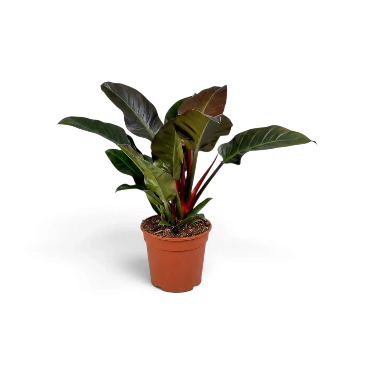 Philodendron ‘Imperial Red’ mit glänzenden, dunkelgrünen Blättern und bordeauxrotem Neuaustrieb im Kulturtopf.