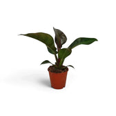 Philodendron ‘Imperial Red’ mit glänzenden, dunkelgrünen Blättern und bordeauxrotem Neuaustrieb im Kulturtopf.