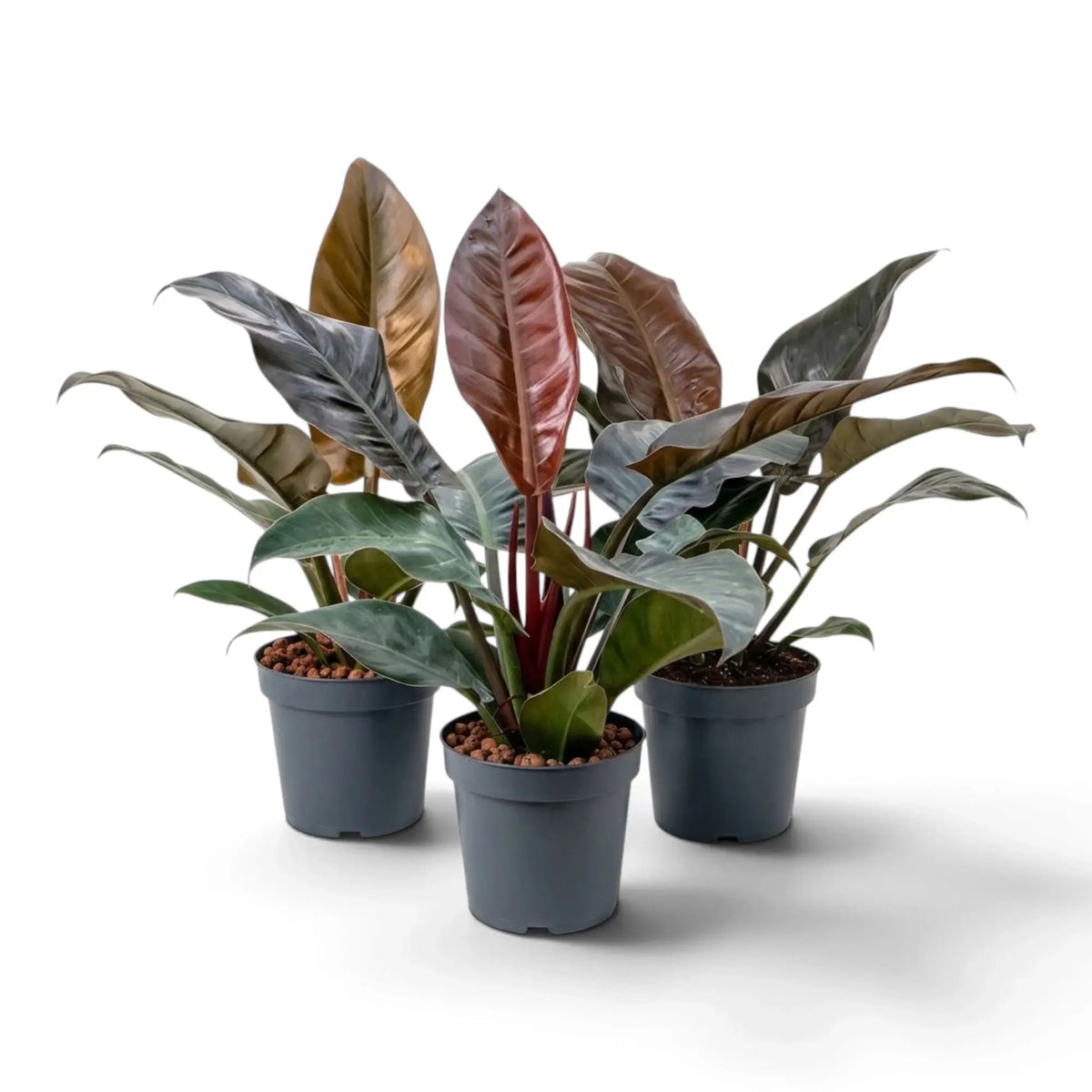 Philodendron ‘Imperial Red’ mit glänzenden, dunkelgrünen Blättern und bordeauxrotem Neuaustrieb im Kulturtopf.
