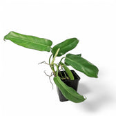 Philodendron 'Jerry Horne' potted plant in nursery pot on white background.