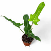jerry horne philodendron Philodendron 'Jerry Horne' – Bold, Strongly Lobed Philodendron