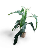 Philodendron 'Jerry Horne' potted plant in nursery pot on white background.