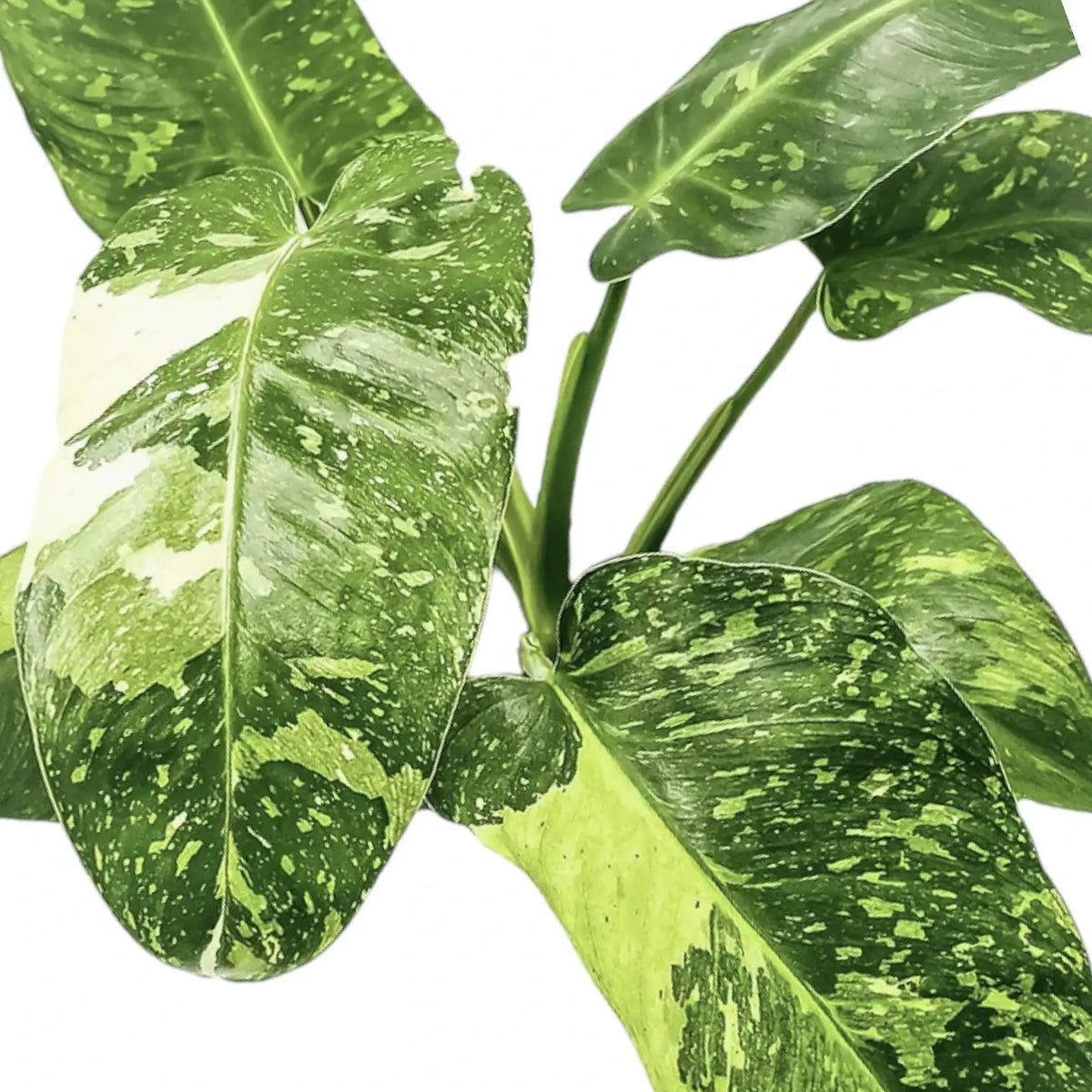 jose buono philodendron for sale Philodendron 'Jose Buono' – Foliage Factory
