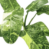 Philodendron 'Jose Buono' close-up of leaf on white background.