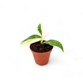 Philodendron 'Jose Buono' potted plant in nursery pot on white background.