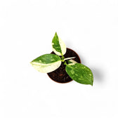 Philodendron 'Jose Buono' potted plant in nursery pot on white background.