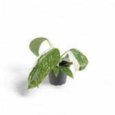 Philodendron 'Jose Buono' potted plant in nursery pot on white background.