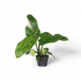 Philodendron 'Jose Buono' potted plant in nursery pot on white background.
