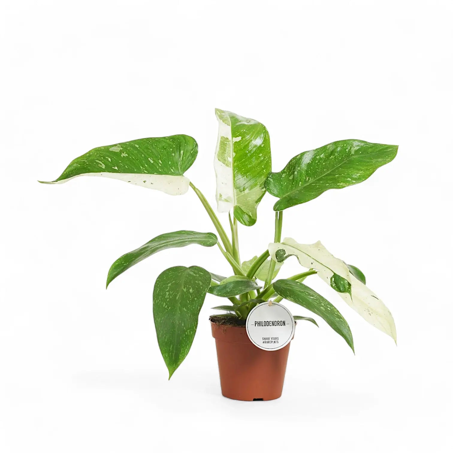 Philodendron 'Jose Buono' potted plant in nursery pot on white background.