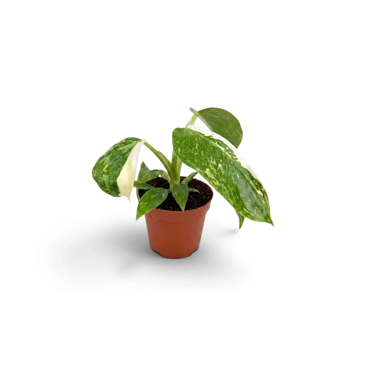 Baby Philodendron ‘Jose Buono’ in a nursery pot, showing green, mint and cream variegated leaves
