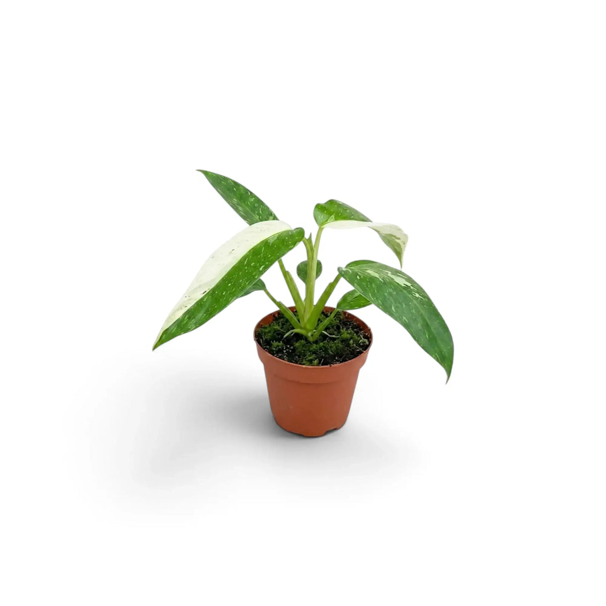 Baby Philodendron ‘Jose Buono’ in a nursery pot, showing green, mint and cream variegated leaves