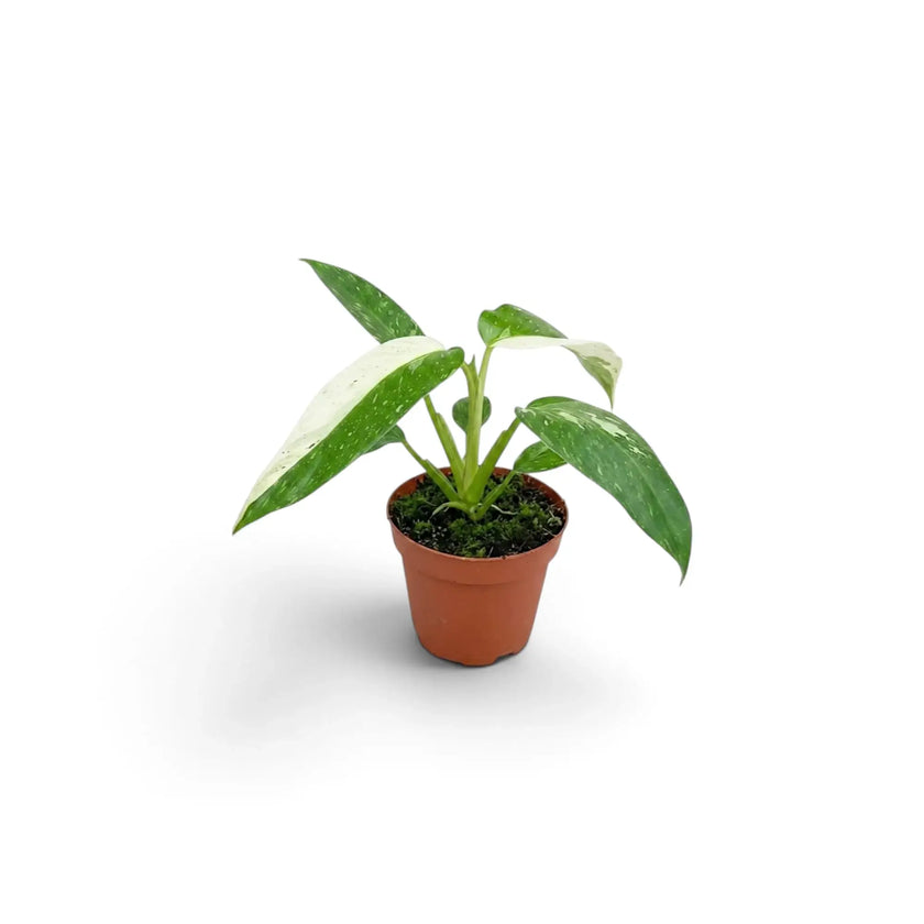 Baby Philodendron ‘Jose Buono’ in a nursery pot, showing green, mint and cream variegated leaves