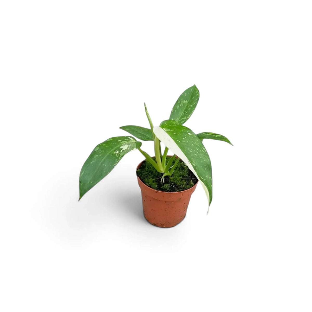 Baby Philodendron ‘Jose Buono’ in a nursery pot, showing green, mint and cream variegated leaves