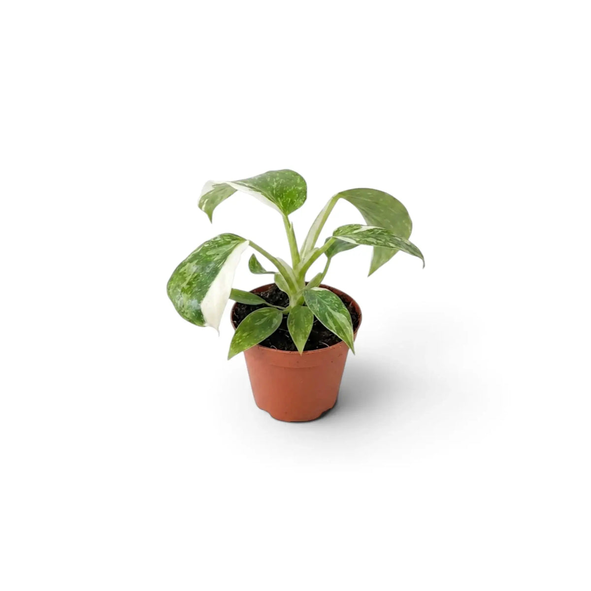Baby Philodendron ‘Jose Buono’ in a nursery pot, showing green, mint and cream variegated leaves